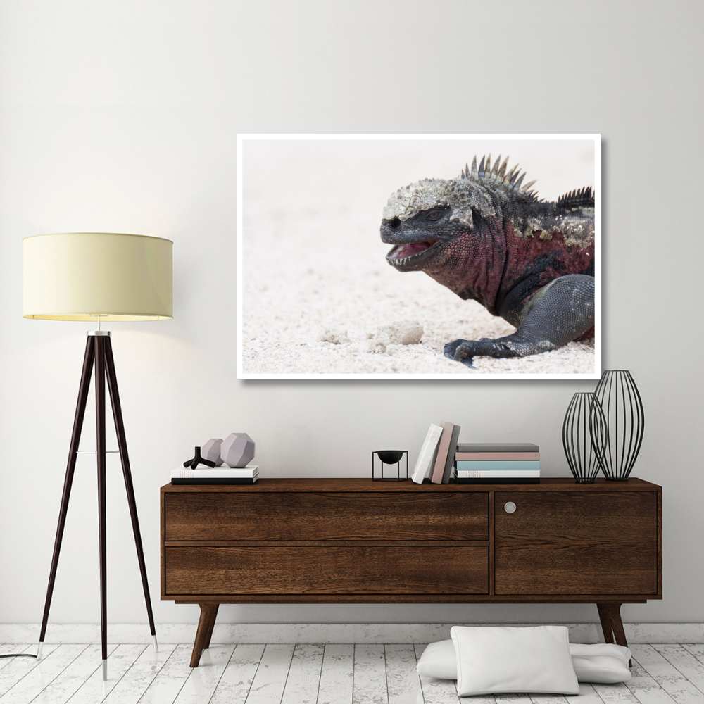 Marine Iguana, Galapagos Islands, Ecuador-Paper Art-62&quotx42"