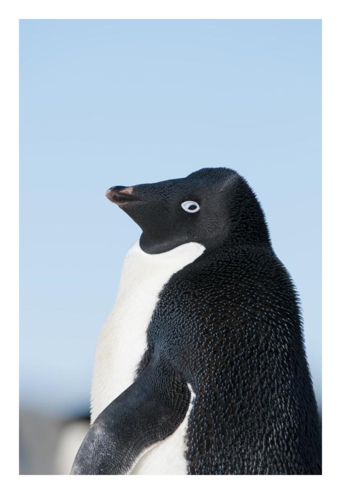 Adelie Penguin, Prydz Bay, eastern Antarctica-Paper Art-18"x26"