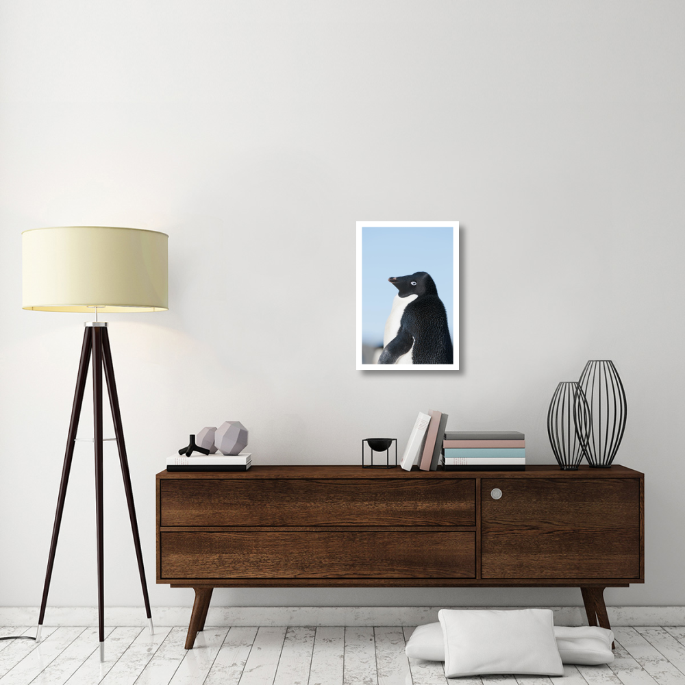 Adelie Penguin, Prydz Bay, eastern Antarctica-Paper Art-18&quotx26"