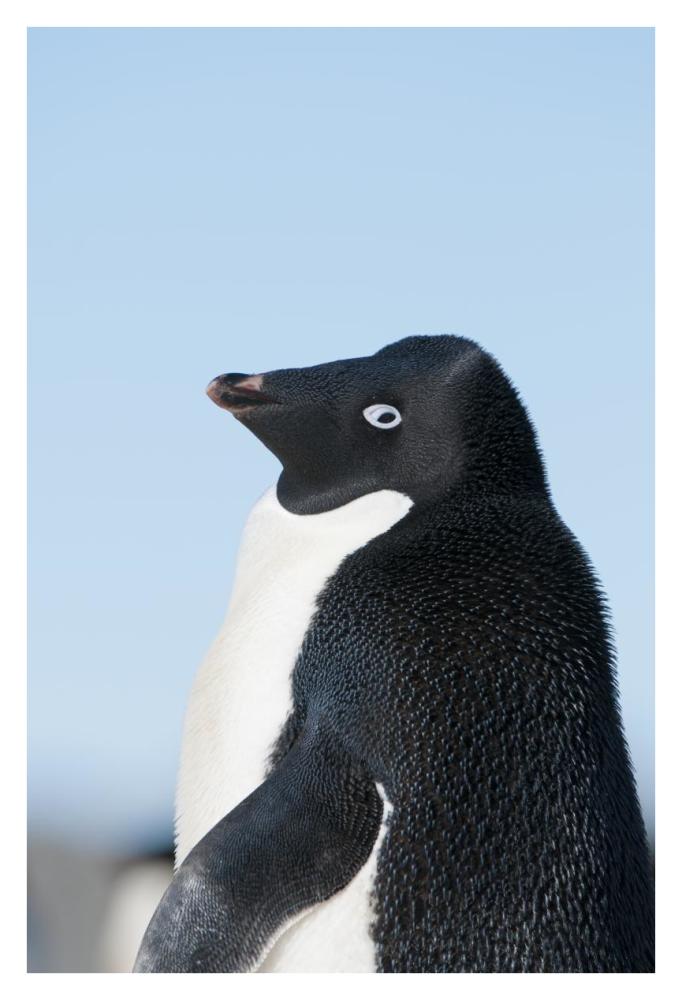 Adelie Penguin, Prydz Bay, eastern Antarctica-Paper Art-26"x38"