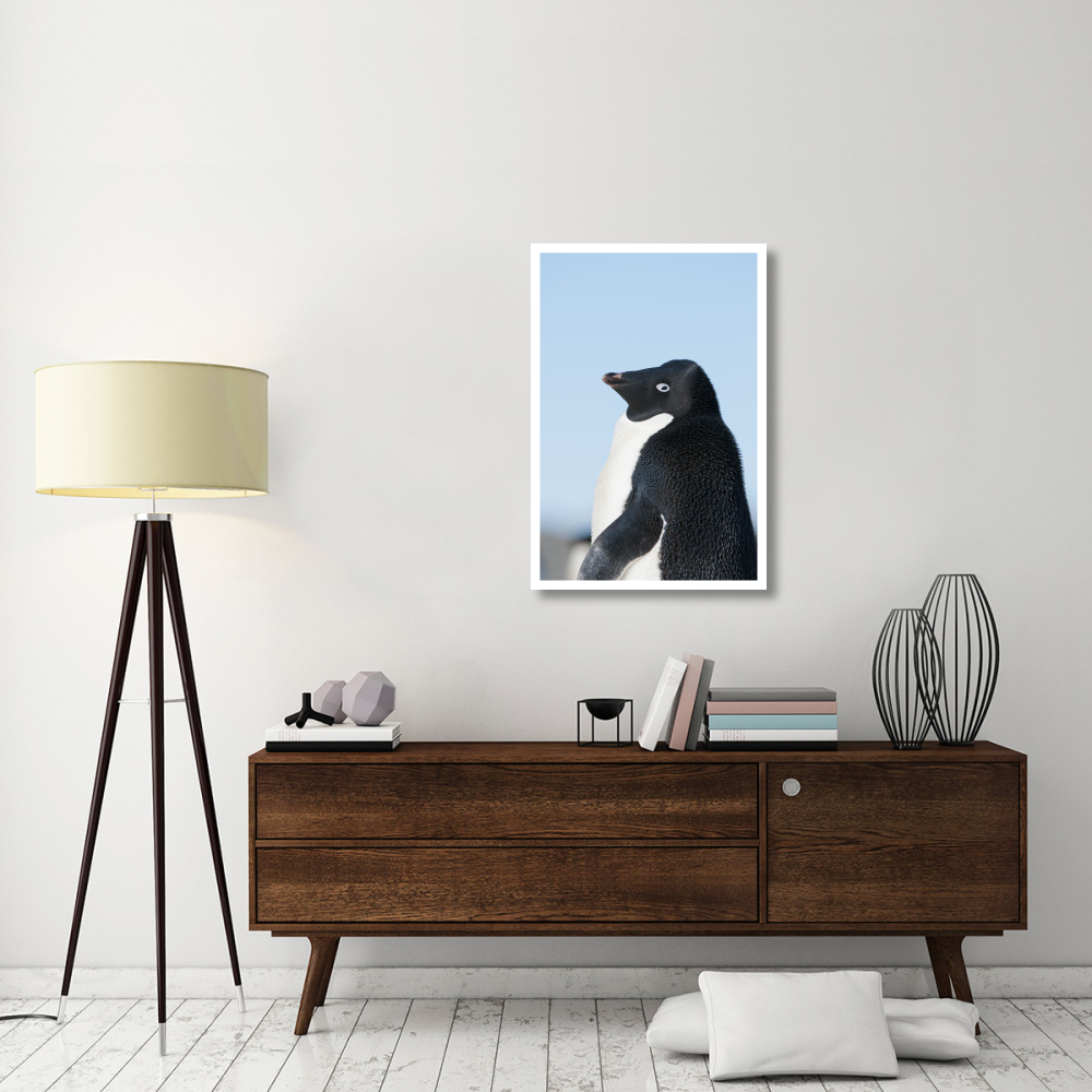 Adelie Penguin, Prydz Bay, eastern Antarctica-Paper Art-26&quotx38"