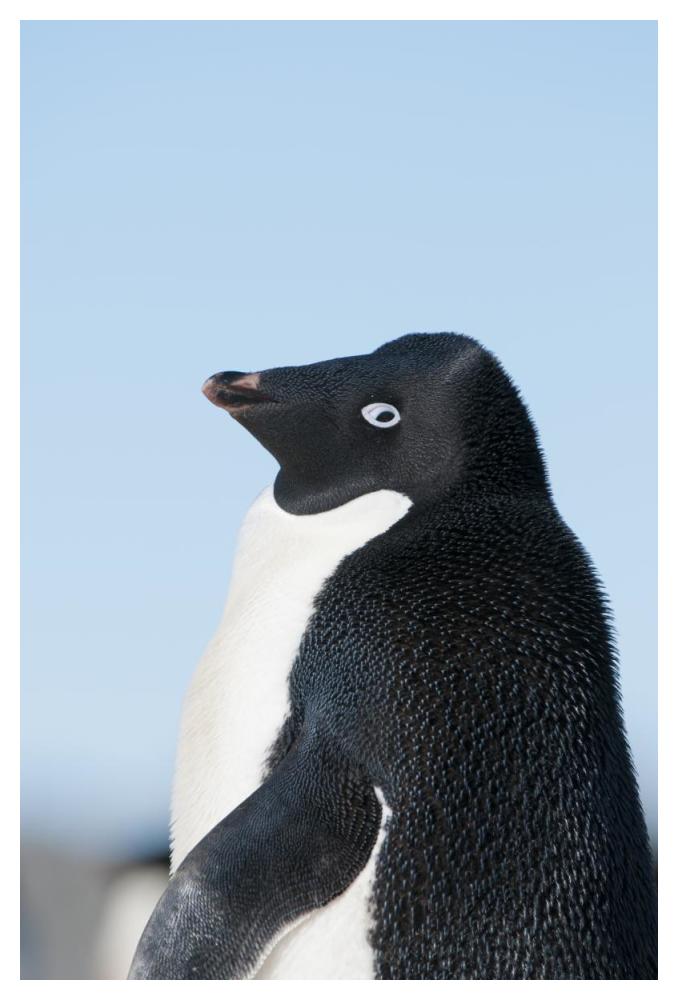 Adelie Penguin, Prydz Bay, eastern Antarctica-Paper Art-34"x50"