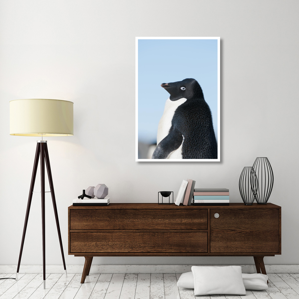 Adelie Penguin, Prydz Bay, eastern Antarctica-Paper Art-34&quotx50"