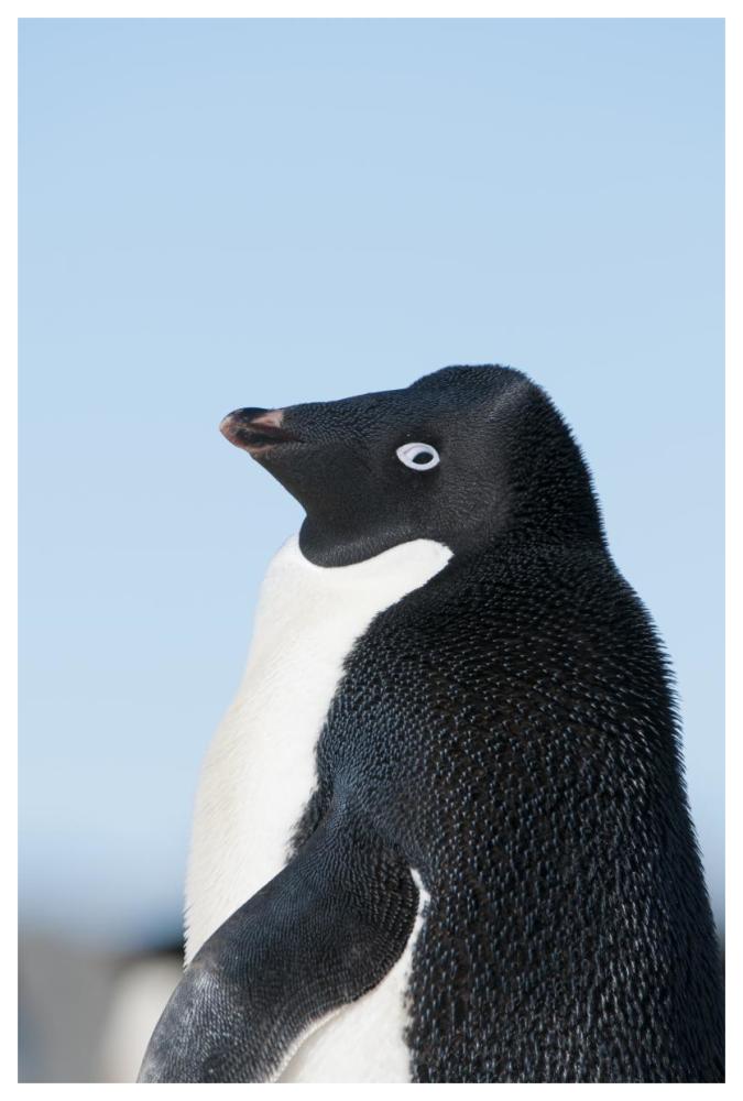 Adelie Penguin, Prydz Bay, eastern Antarctica-Paper Art-42"x62"