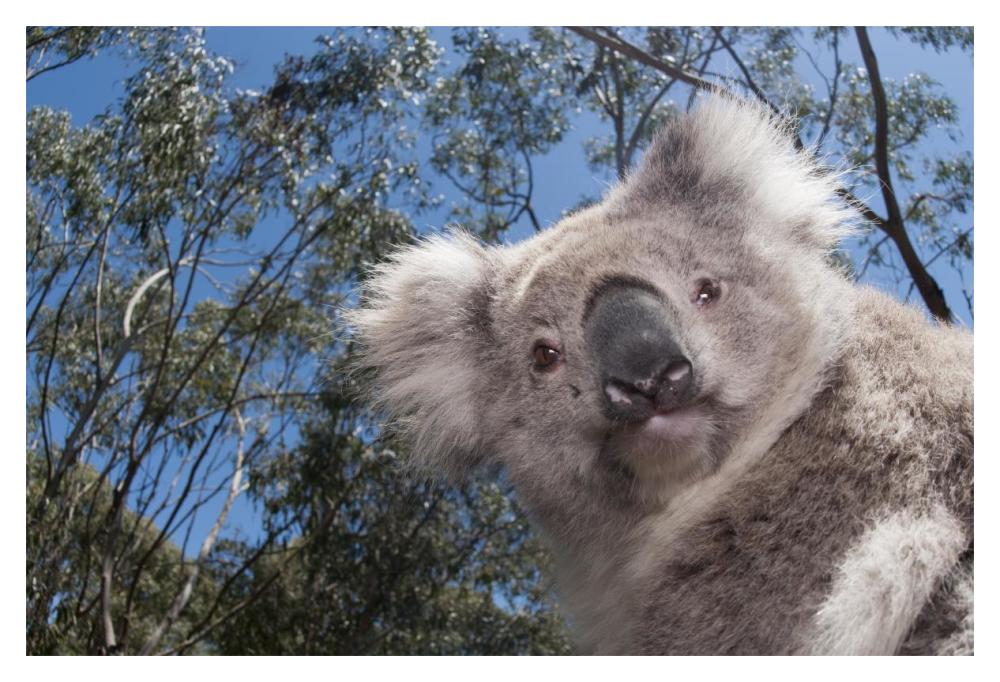 Koala in Gum Tree forest, Victoria, Australia-Paper Art-20"x14"