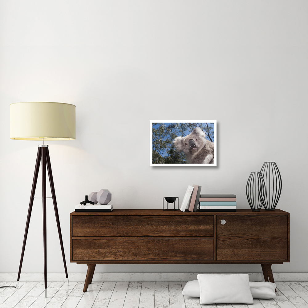 Koala in Gum Tree forest, Victoria, Australia-Paper Art-26&quotx18"