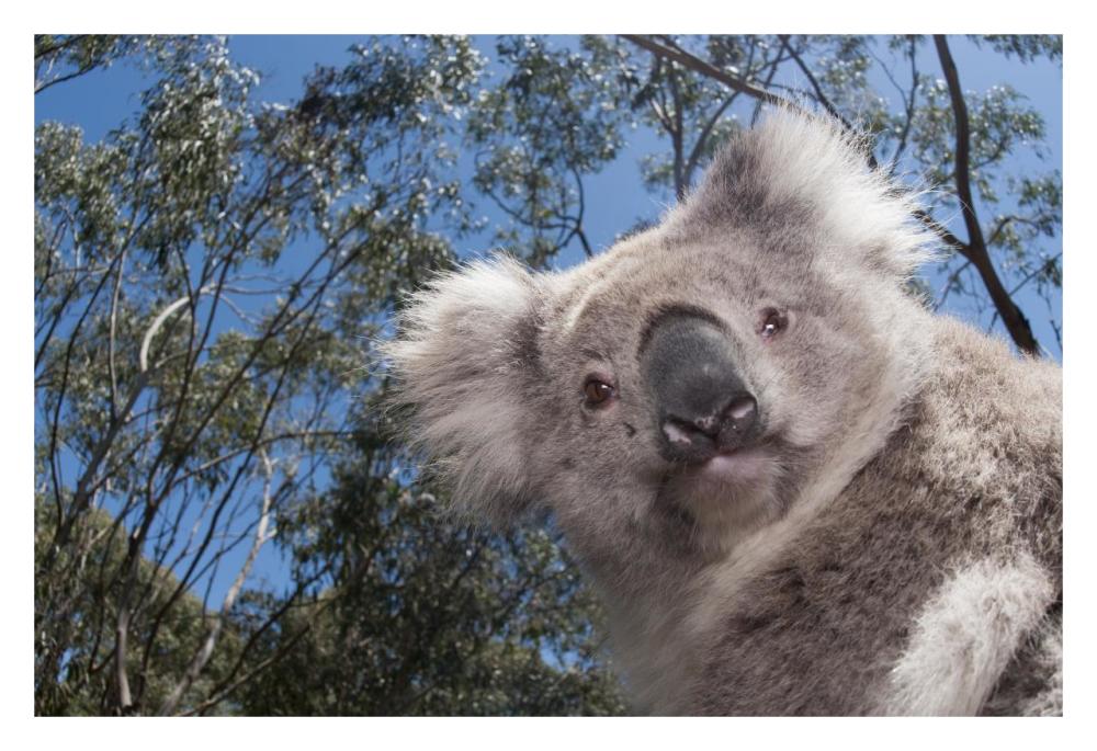 Koala in Gum Tree forest, Victoria, Australia-Paper Art-32"x22"