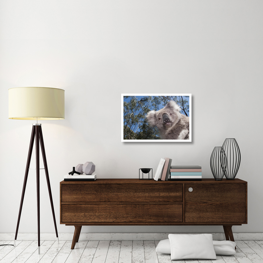 Koala in Gum Tree forest, Victoria, Australia-Paper Art-32&quotx22"