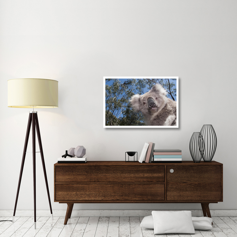 Koala in Gum Tree forest, Victoria, Australia-Paper Art-38&quotx26"