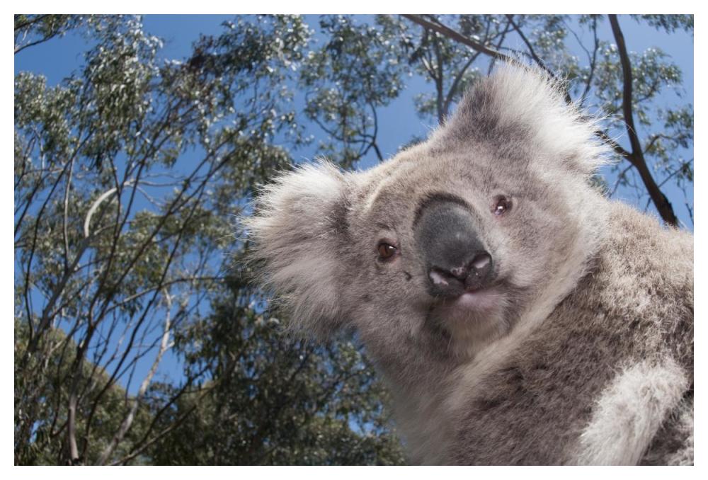 Koala in Gum Tree forest, Victoria, Australia-Paper Art-50"x34"