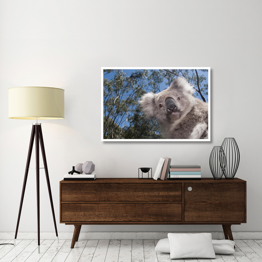 Koala in Gum Tree forest, Victoria, Australia-Paper Art-50&quotx34"