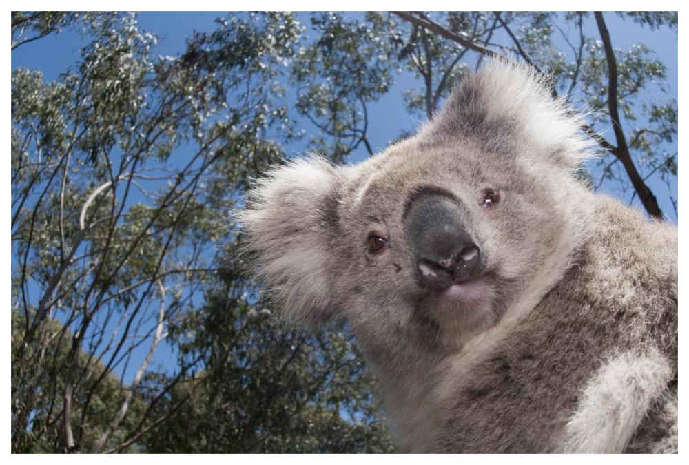 Koala in Gum Tree forest, Victoria, Australia-Paper Art-62"x42"