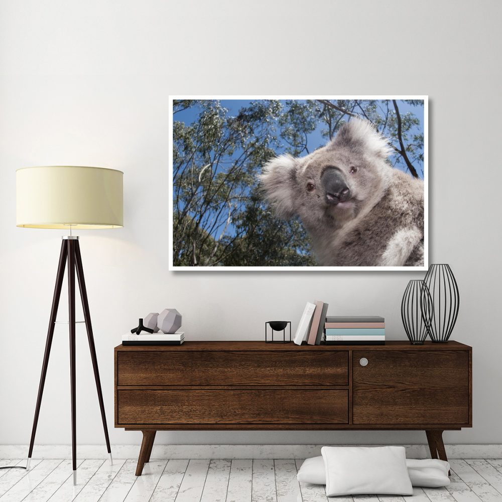 Koala in Gum Tree forest, Victoria, Australia-Paper Art-62&quotx42"
