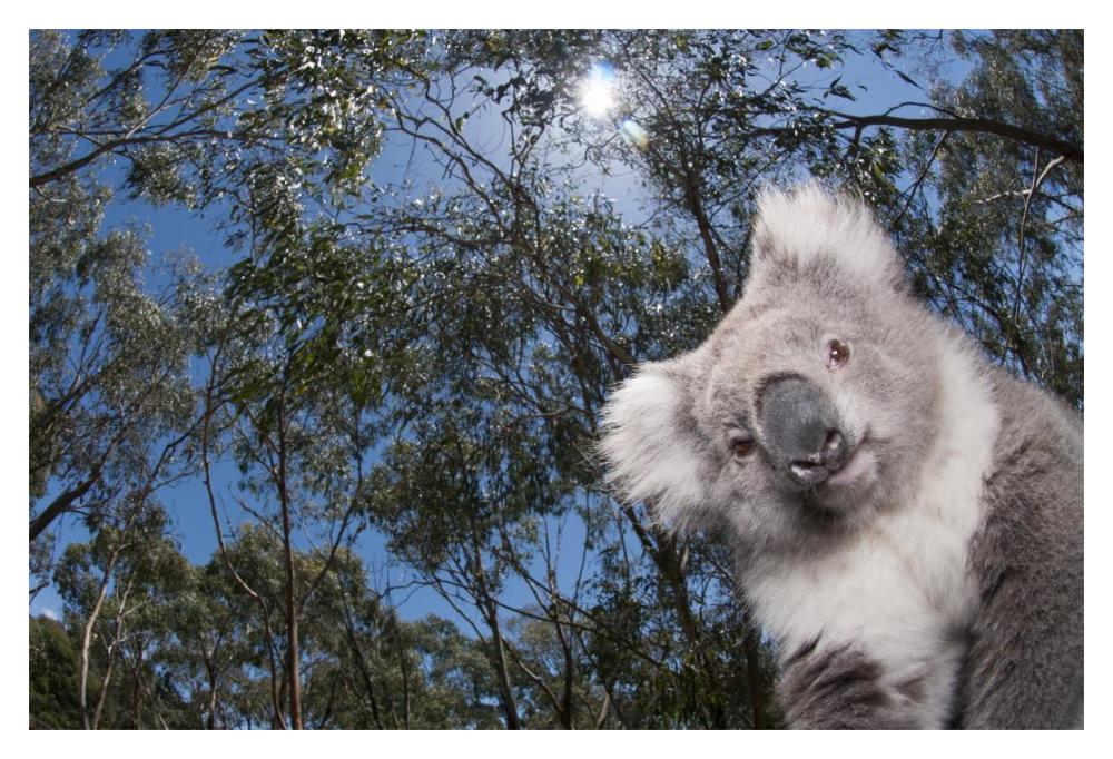 Koala in Gum Tree forest, Victoria, Australia-Paper Art-20"x14"