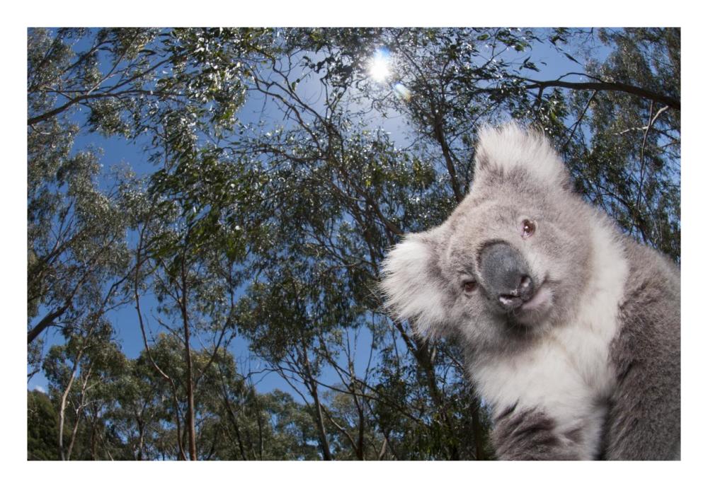 Koala in Gum Tree forest, Victoria, Australia-Paper Art-26"x18"