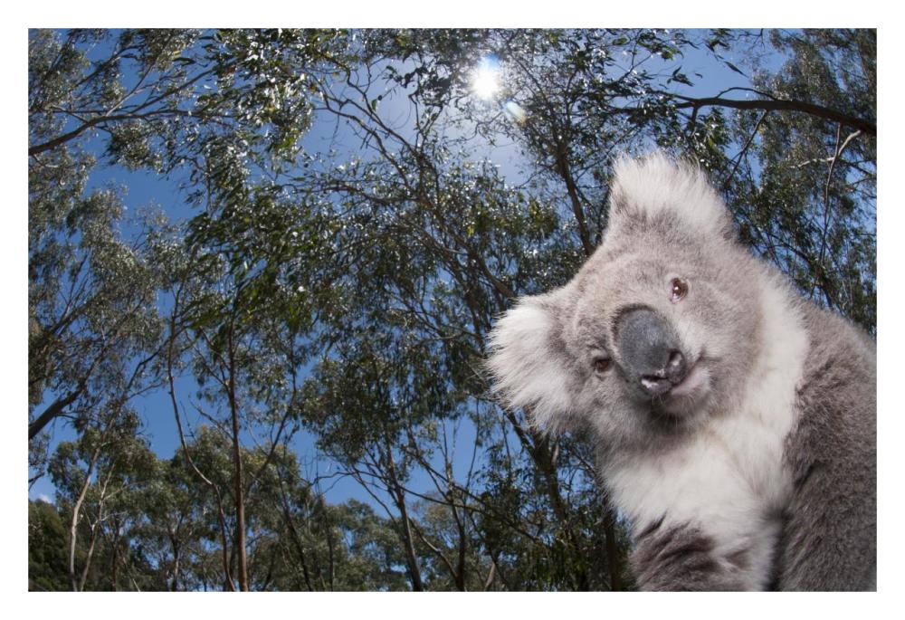 Koala in Gum Tree forest, Victoria, Australia-Paper Art-32"x22"