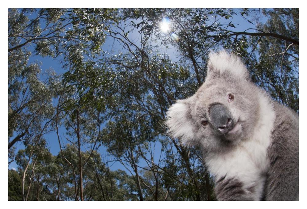 Koala in Gum Tree forest, Victoria, Australia-Paper Art-38"x26"