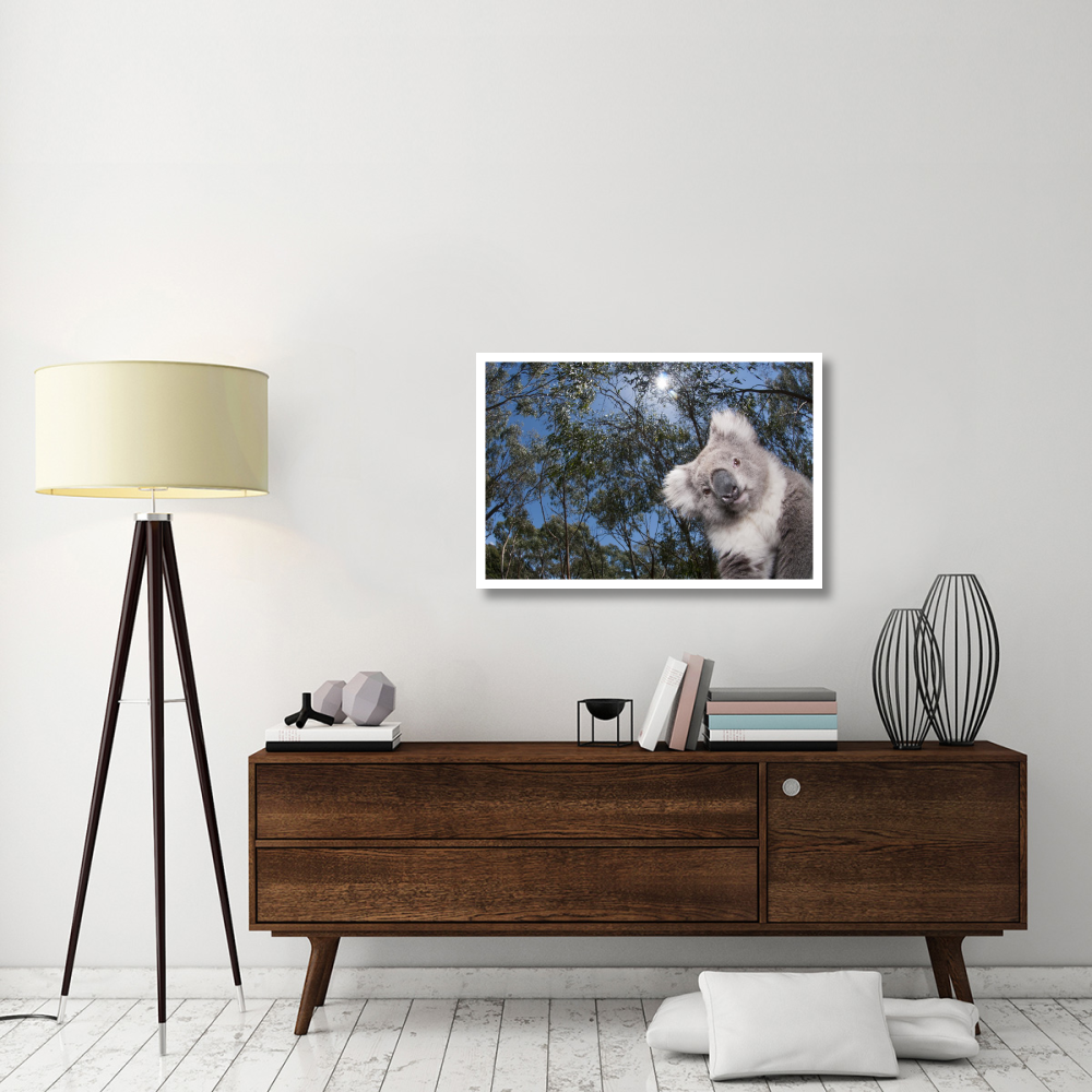 Koala in Gum Tree forest, Victoria, Australia-Paper Art-38&quotx26"