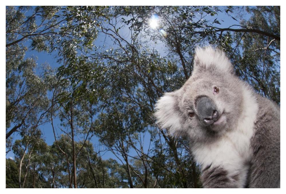 Koala in Gum Tree forest, Victoria, Australia-Paper Art-50"x34"