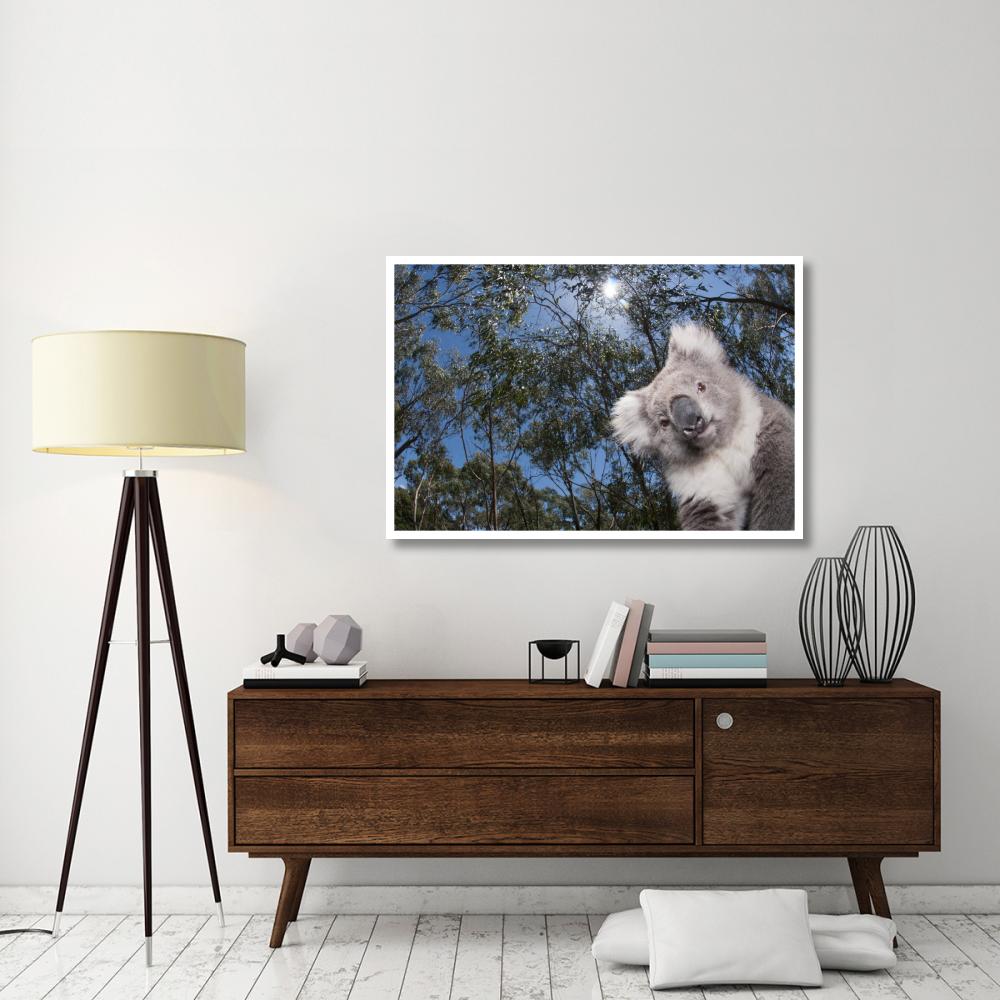 Koala in Gum Tree forest, Victoria, Australia-Paper Art-50&quotx34"