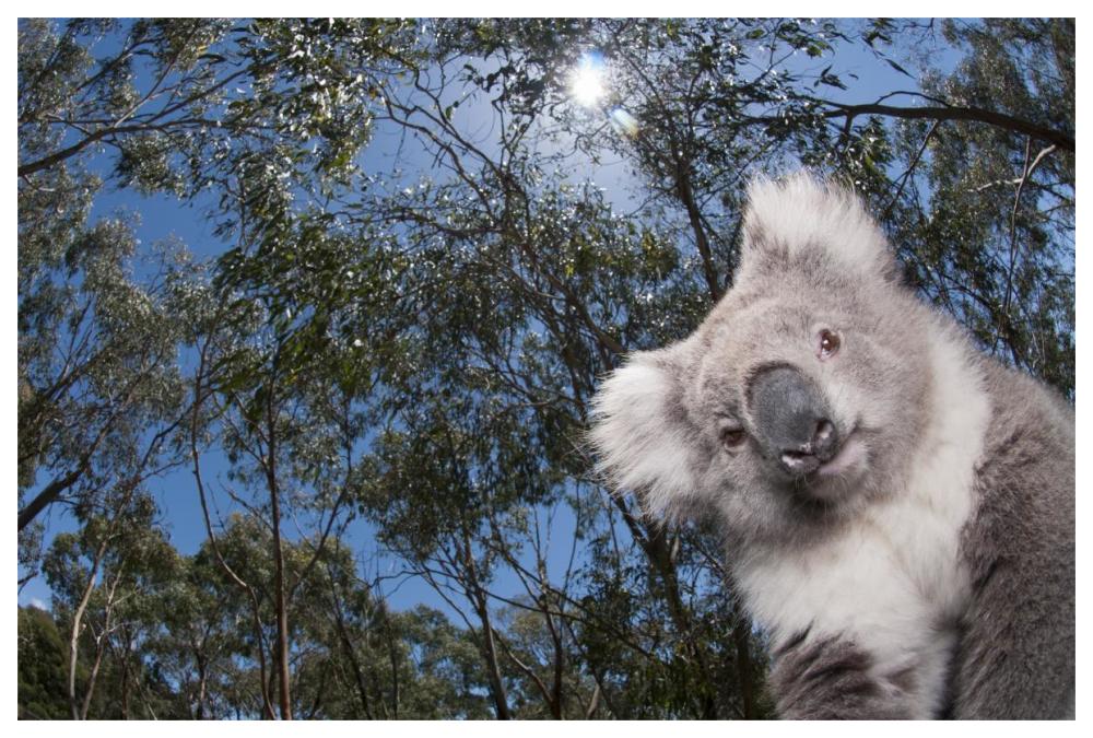 Koala in Gum Tree forest, Victoria, Australia-Paper Art-62"x42"