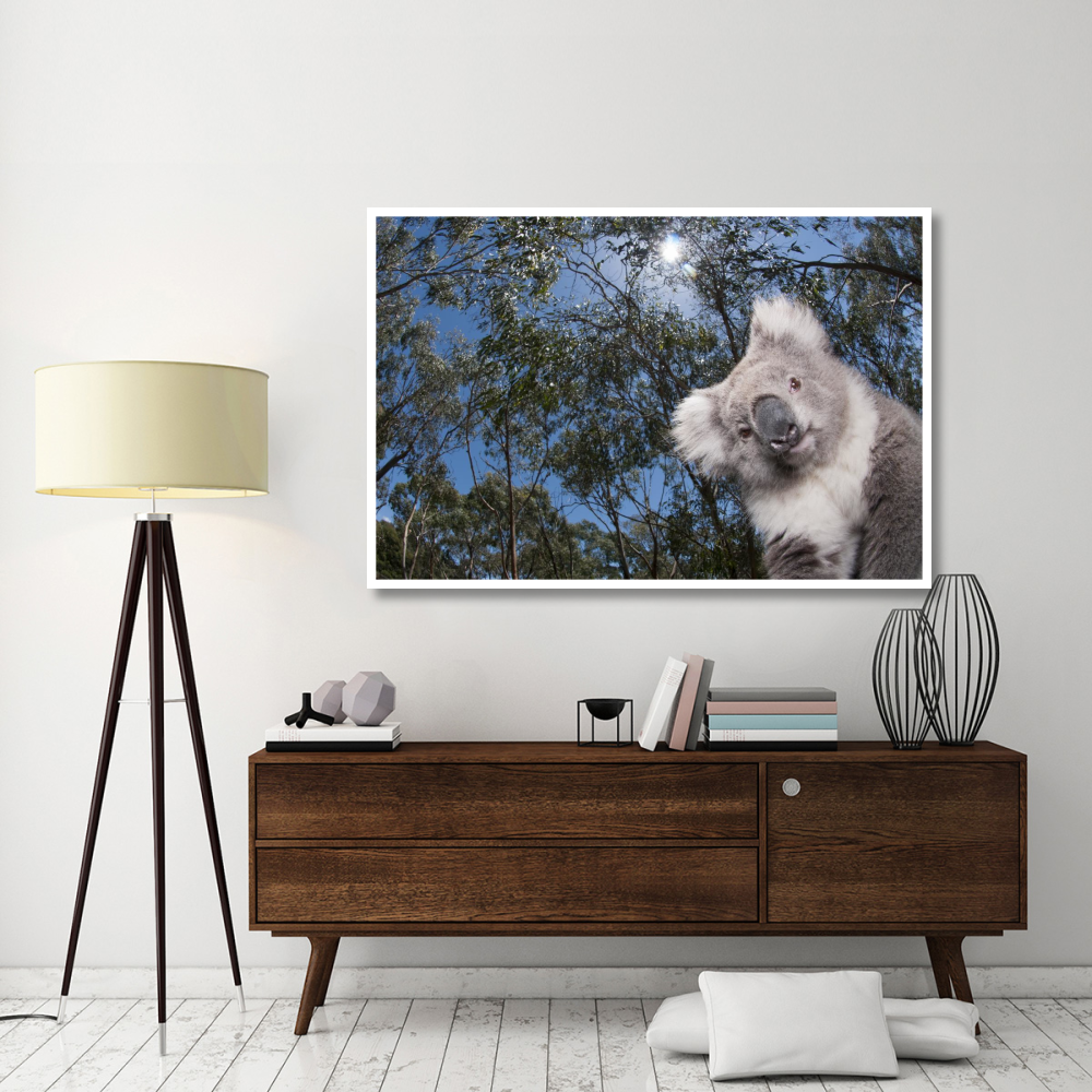 Koala in Gum Tree forest, Victoria, Australia-Paper Art-62&quotx42"