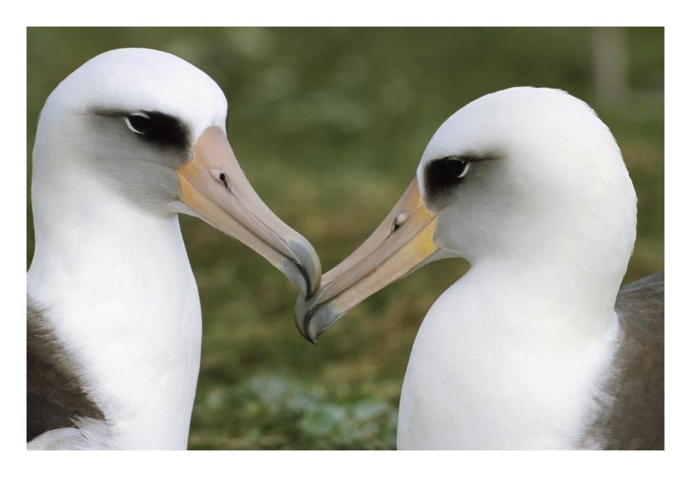 Laysan Albatross pair bonding, Midway Atoll, Hawaii-Paper Art-26"x18"