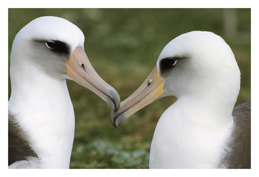 Laysan Albatross pair bonding, Midway Atoll, Hawaii-Paper Art-32"x22"