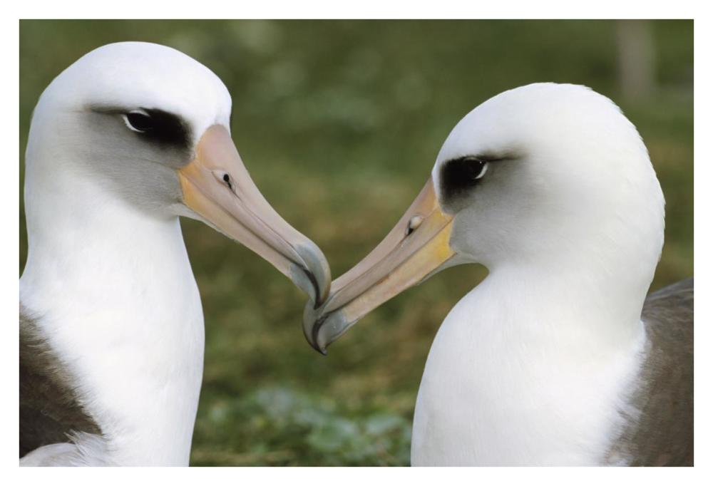 Laysan Albatross pair bonding, Midway Atoll, Hawaii-Paper Art-38"x26"