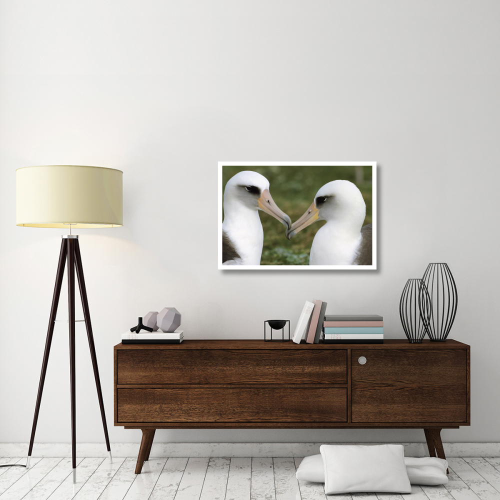Laysan Albatross pair bonding, Midway Atoll, Hawaii-Paper Art-38&quotx26"