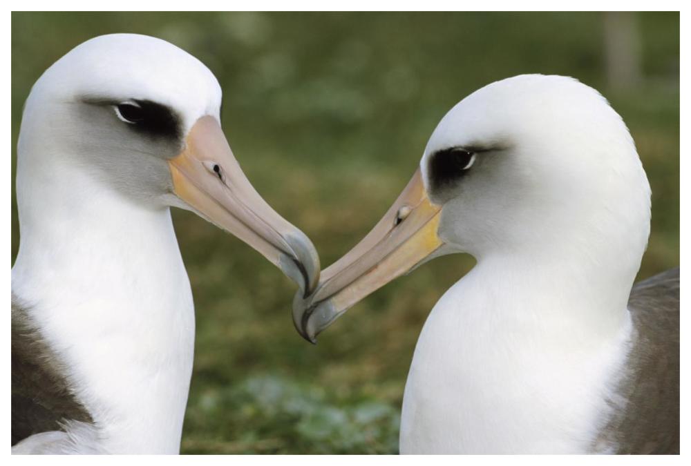 Laysan Albatross pair bonding, Midway Atoll, Hawaii-Paper Art-62"x42"