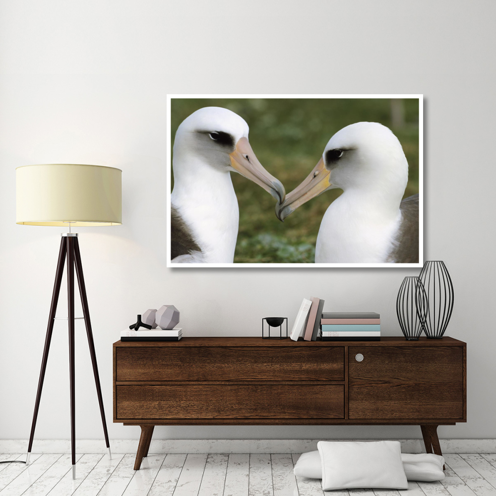 Laysan Albatross pair bonding, Midway Atoll, Hawaii-Paper Art-62&quotx42"