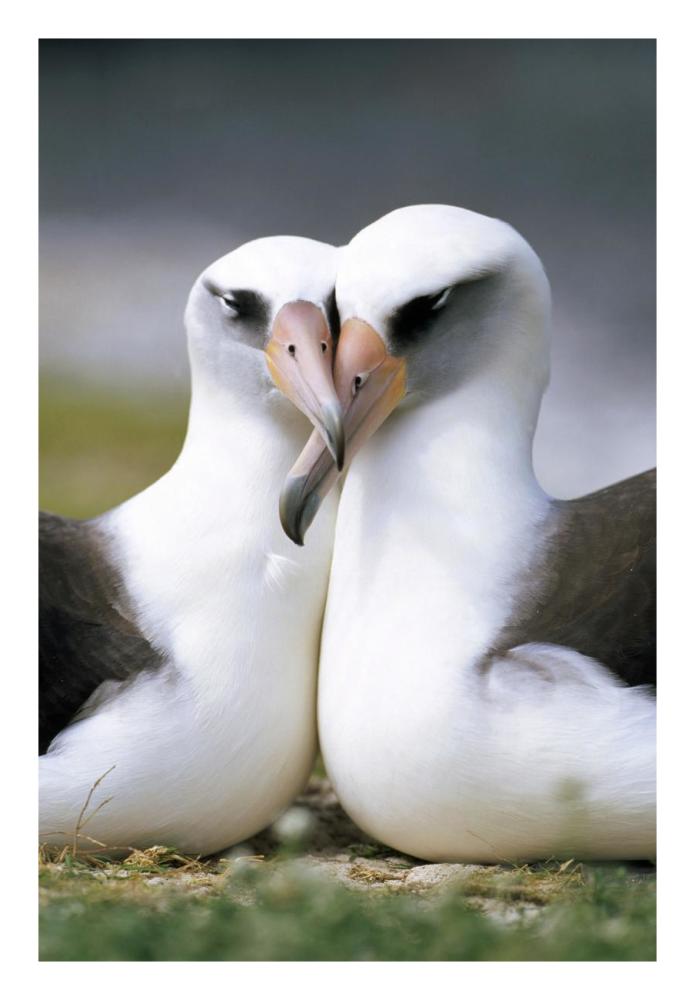 Laysan Albatross pair bonding, Midway Atoll, Hawaii-Paper Art-18"x26"
