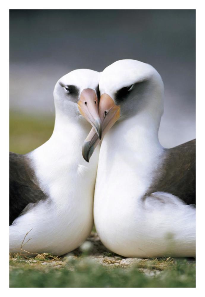 Laysan Albatross pair bonding, Midway Atoll, Hawaii-Paper Art-22"x32"