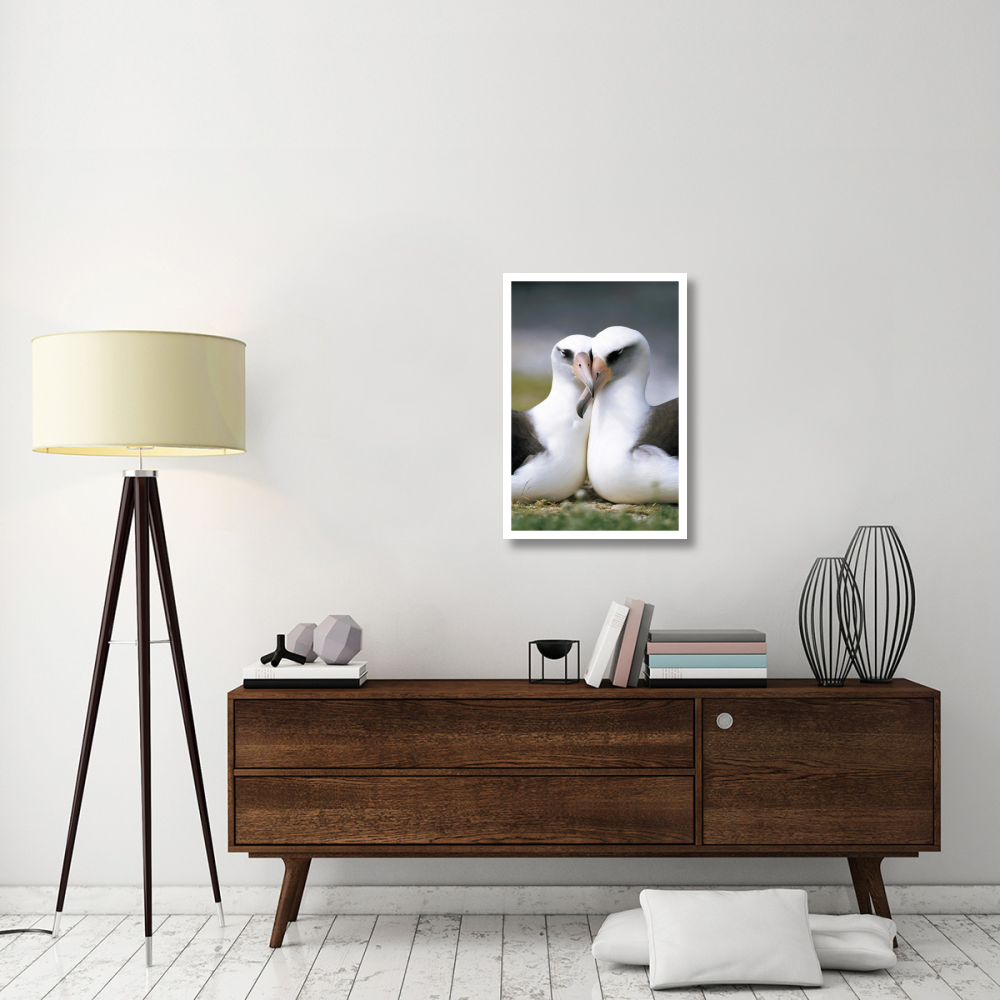 Laysan Albatross pair bonding, Midway Atoll, Hawaii-Paper Art-22&quotx32"