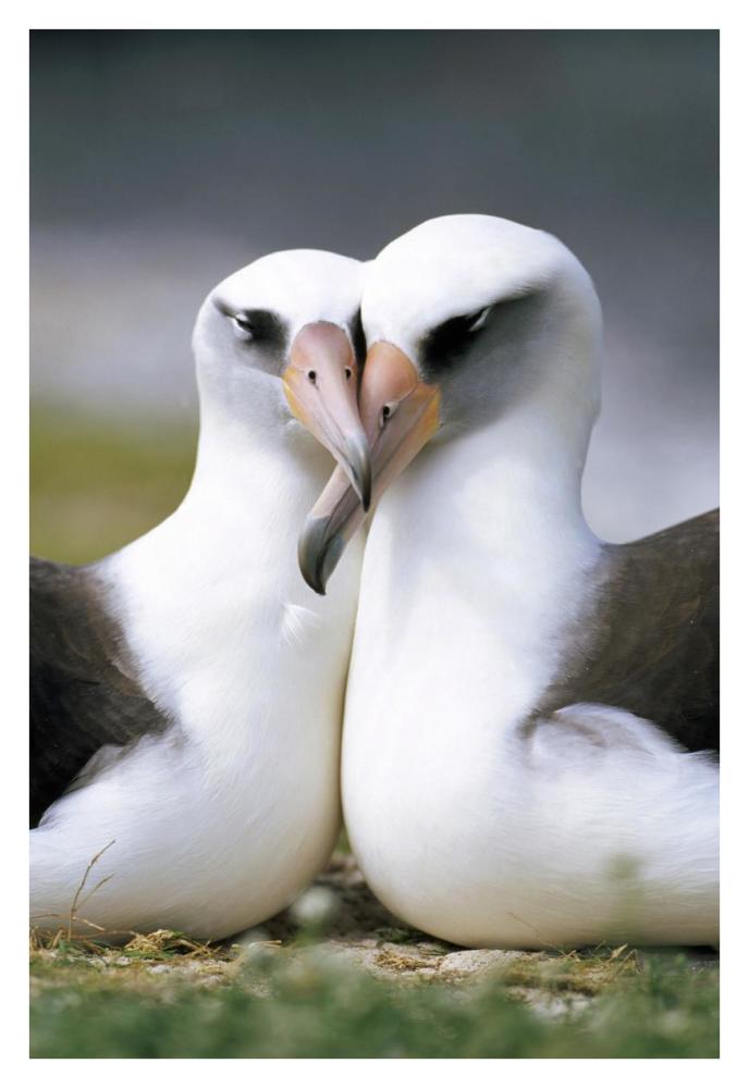 Laysan Albatross pair bonding, Midway Atoll, Hawaii-Paper Art-26"x38"