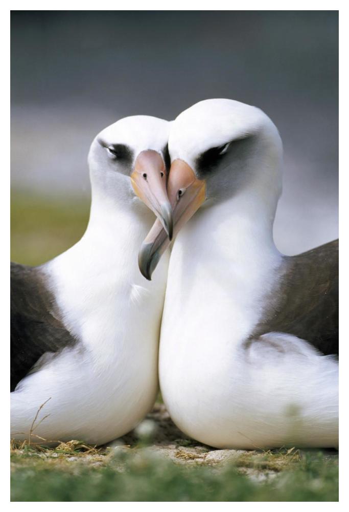 Laysan Albatross pair bonding, Midway Atoll, Hawaii-Paper Art-34"x50"