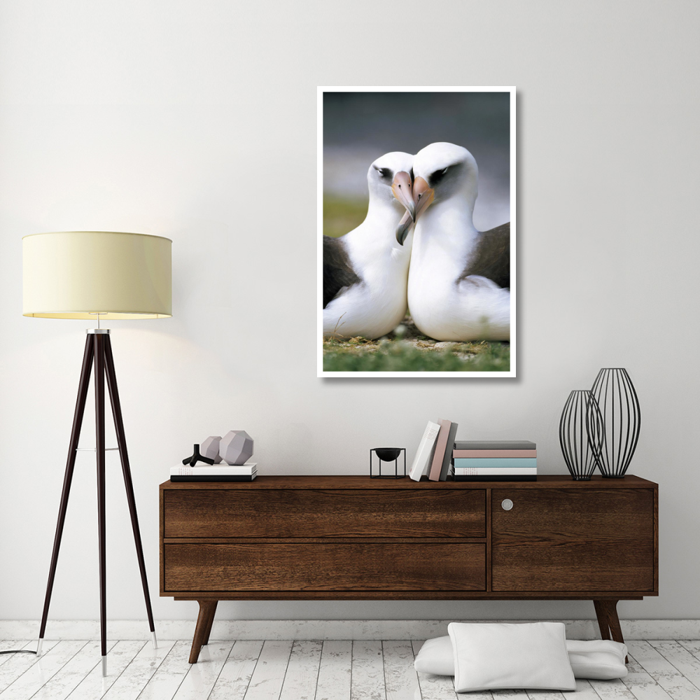 Laysan Albatross pair bonding, Midway Atoll, Hawaii-Paper Art-34&quotx50"