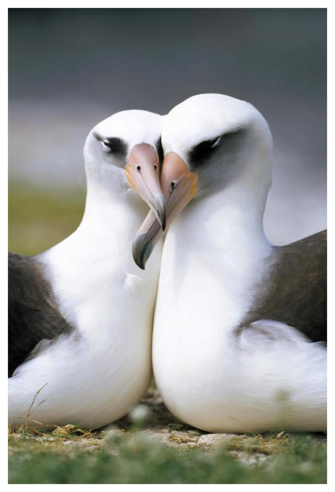 Laysan Albatross pair bonding, Midway Atoll, Hawaii-Paper Art-42"x62"