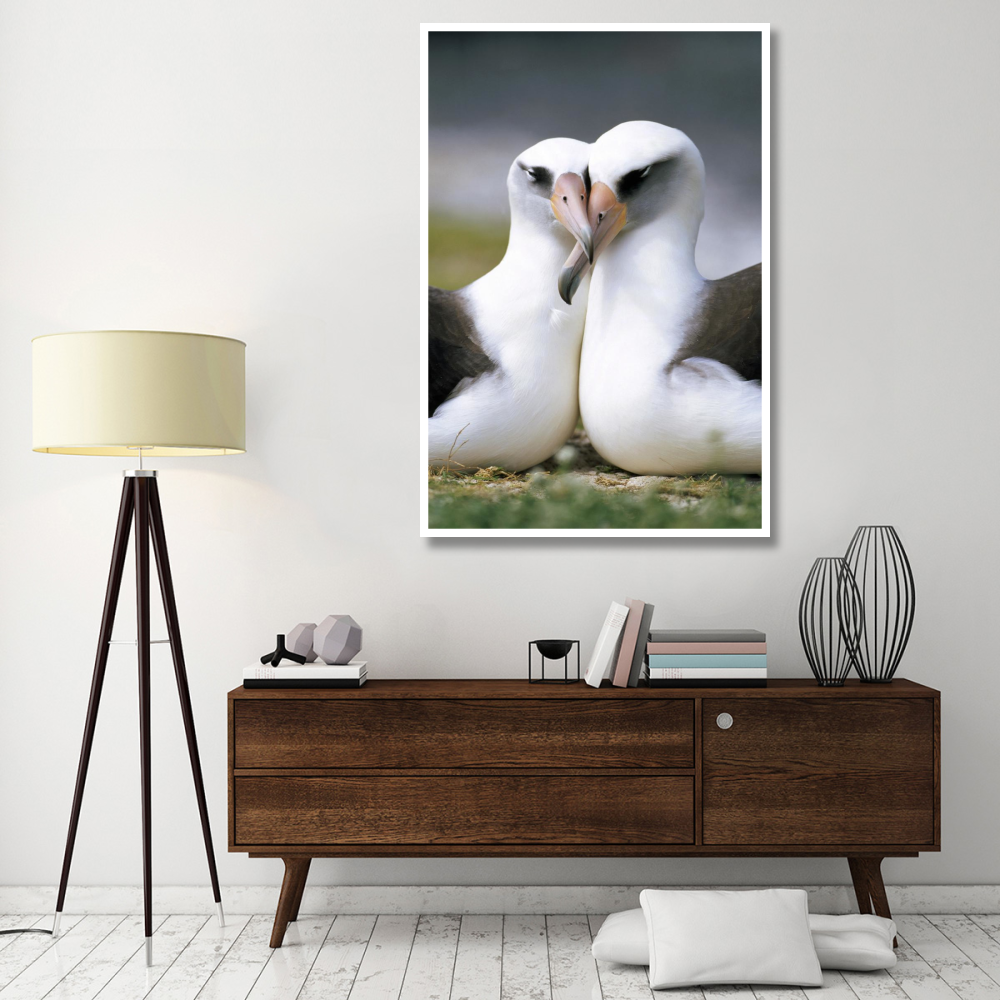 Laysan Albatross pair bonding, Midway Atoll, Hawaii-Paper Art-42&quotx62"