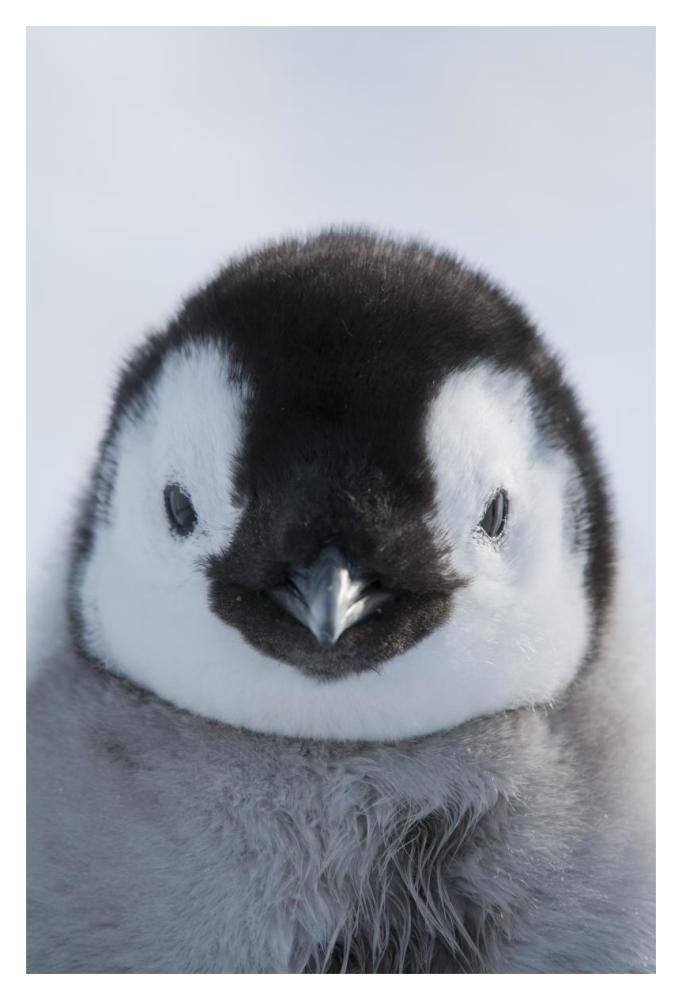 Emperor Penguin chick, Prydz Bay, eastern Antarctica-Paper Art-14"x20"