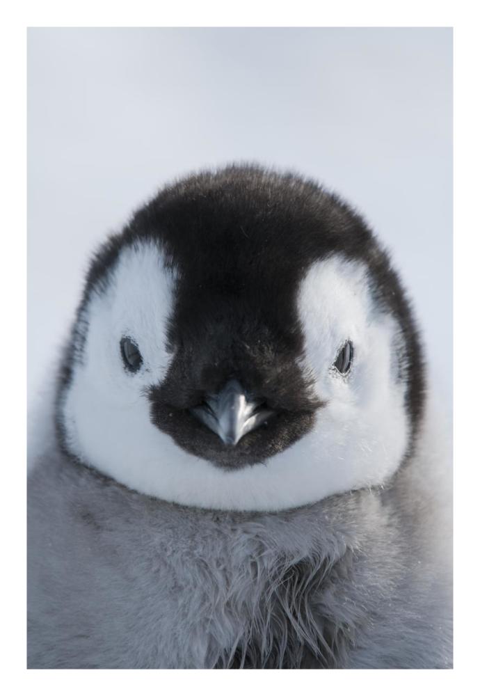 Emperor Penguin chick, Prydz Bay, eastern Antarctica-Paper Art-18"x26"