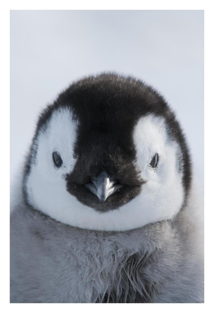 Emperor Penguin chick, Prydz Bay, eastern Antarctica-Paper Art-22"x32"