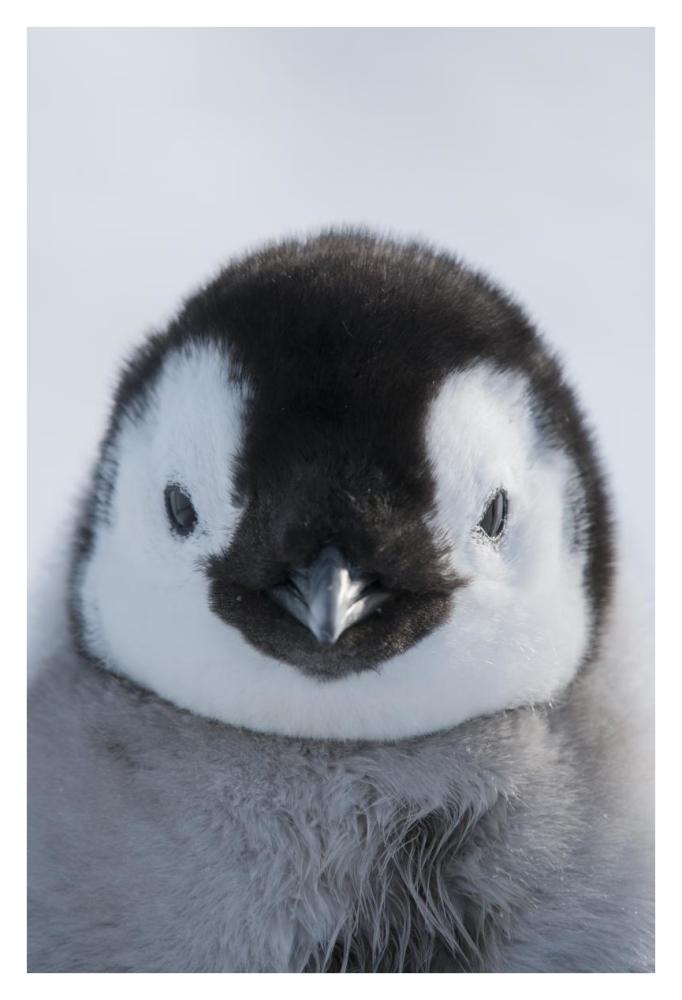 Emperor Penguin chick, Prydz Bay, eastern Antarctica-Paper Art-26"x38"