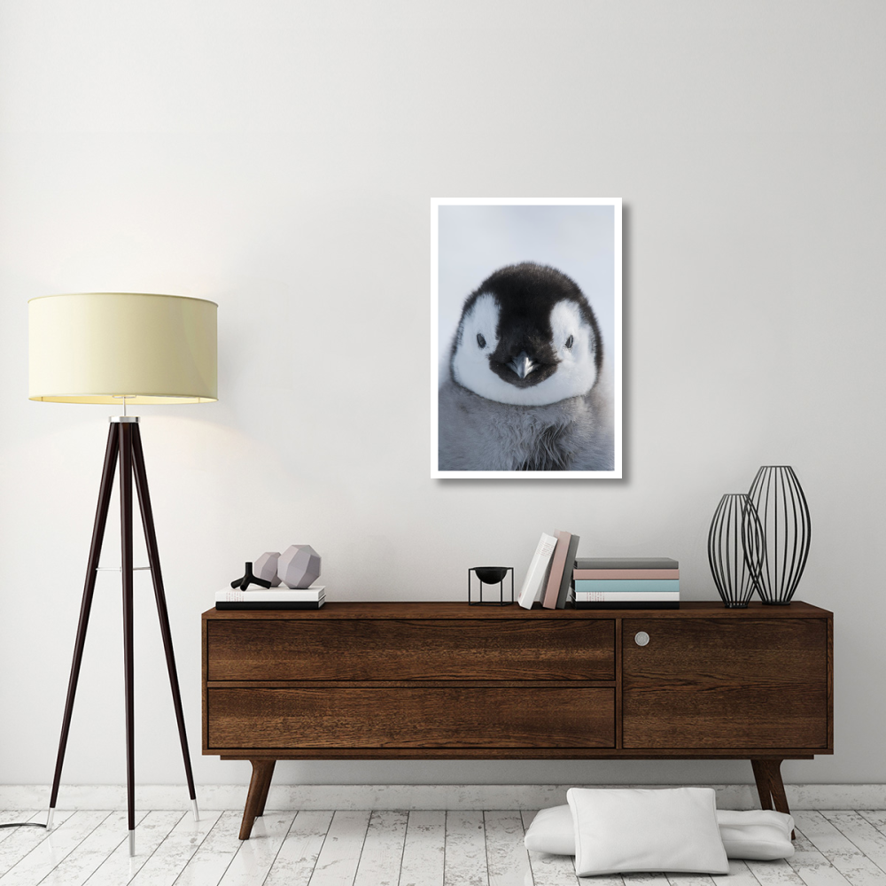 Emperor Penguin chick, Prydz Bay, eastern Antarctica-Paper Art-26&quotx38"