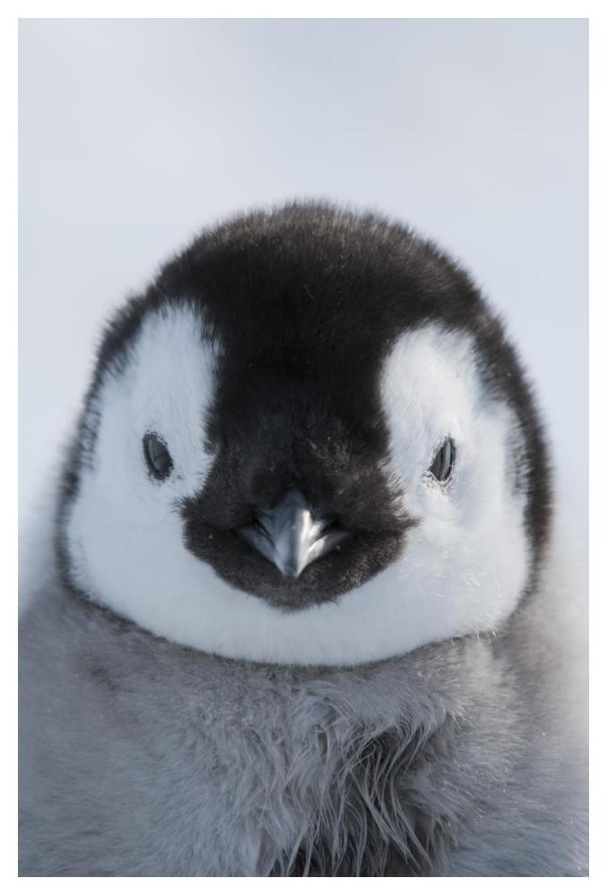 Emperor Penguin chick, Prydz Bay, eastern Antarctica-Paper Art-34"x50"