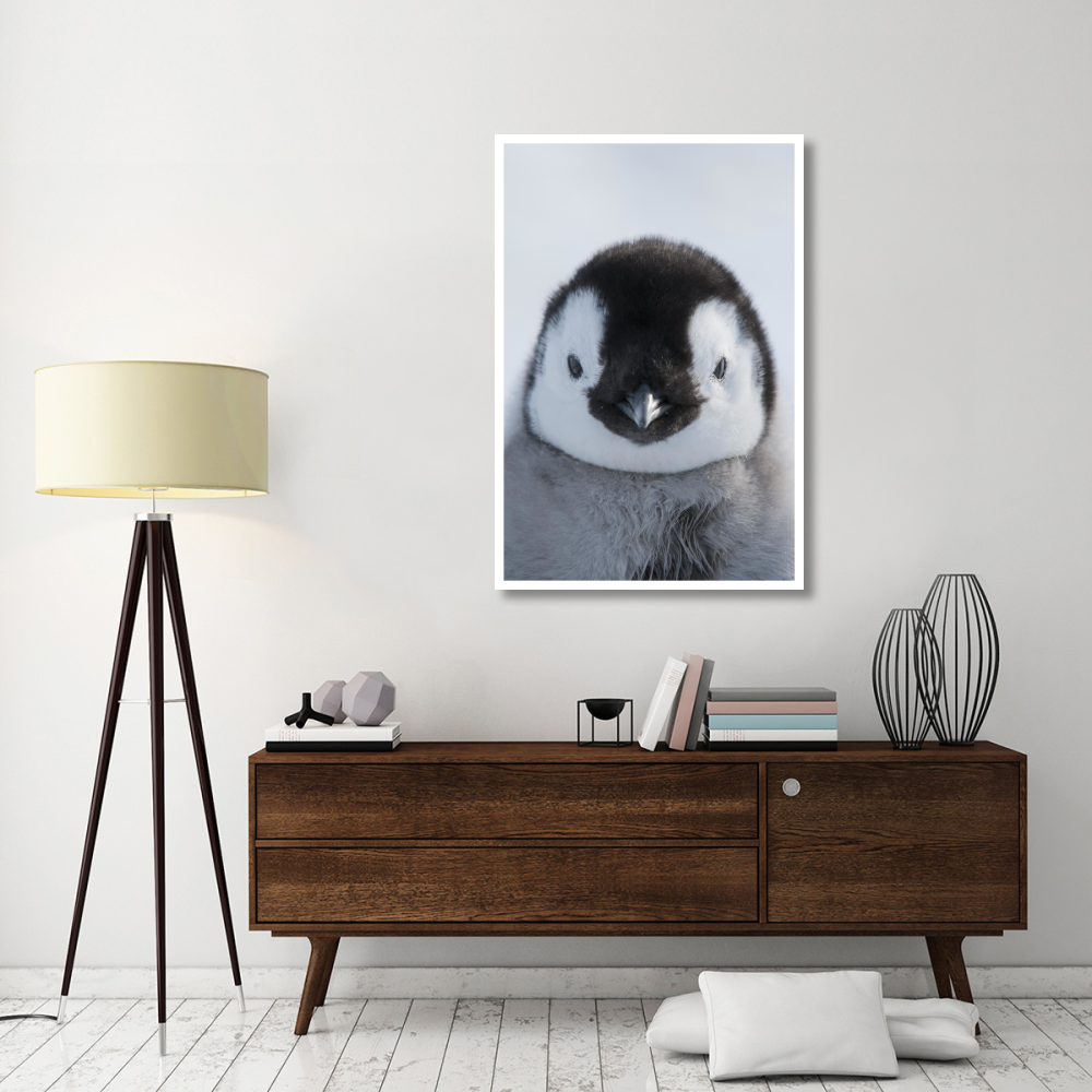 Emperor Penguin chick, Prydz Bay, eastern Antarctica-Paper Art-34&quotx50"