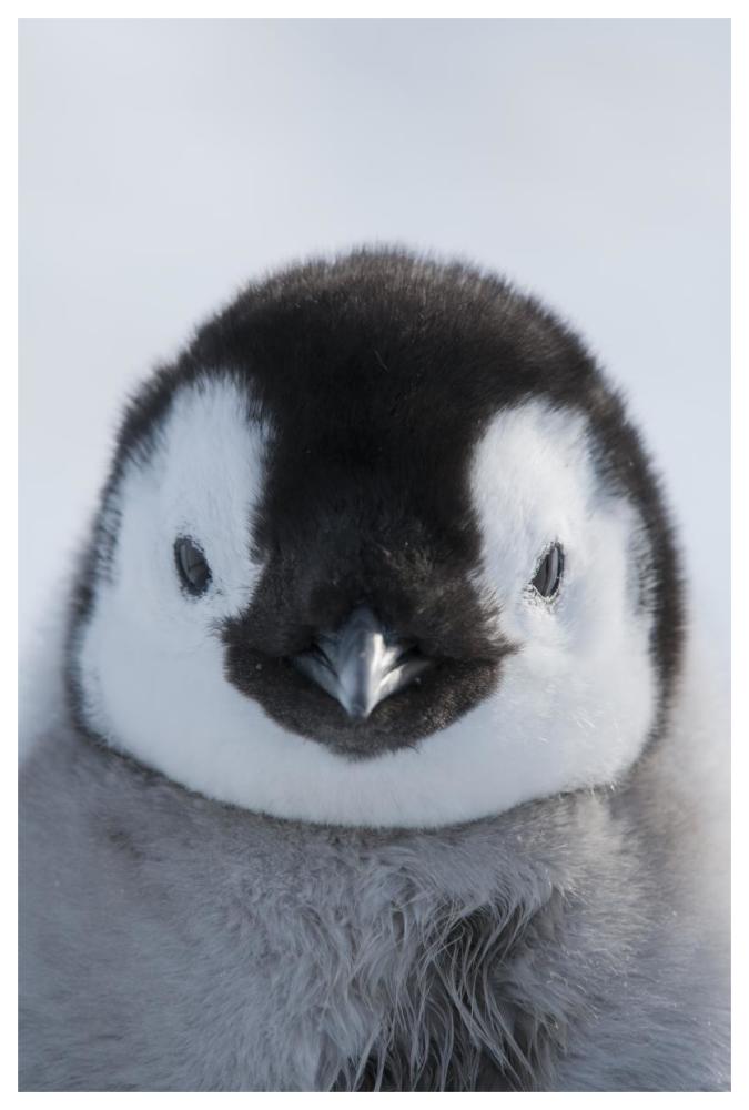 Emperor Penguin chick, Prydz Bay, eastern Antarctica-Paper Art-42"x62"