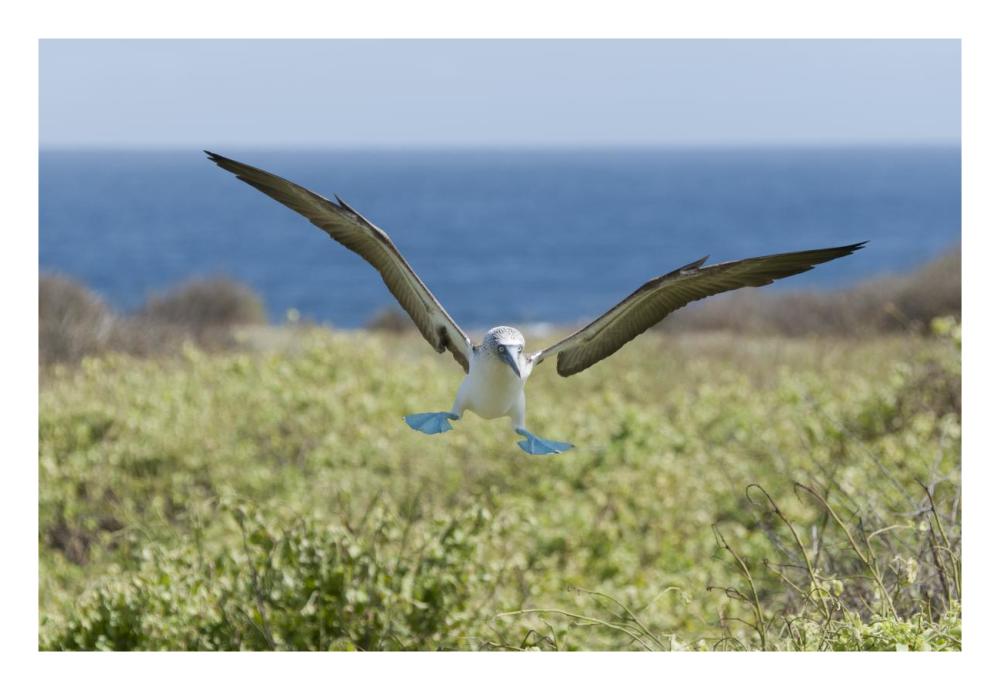 Blue-footed Booby landing, Galapagos Islands, Ecuador-Paper Art-26"x18"