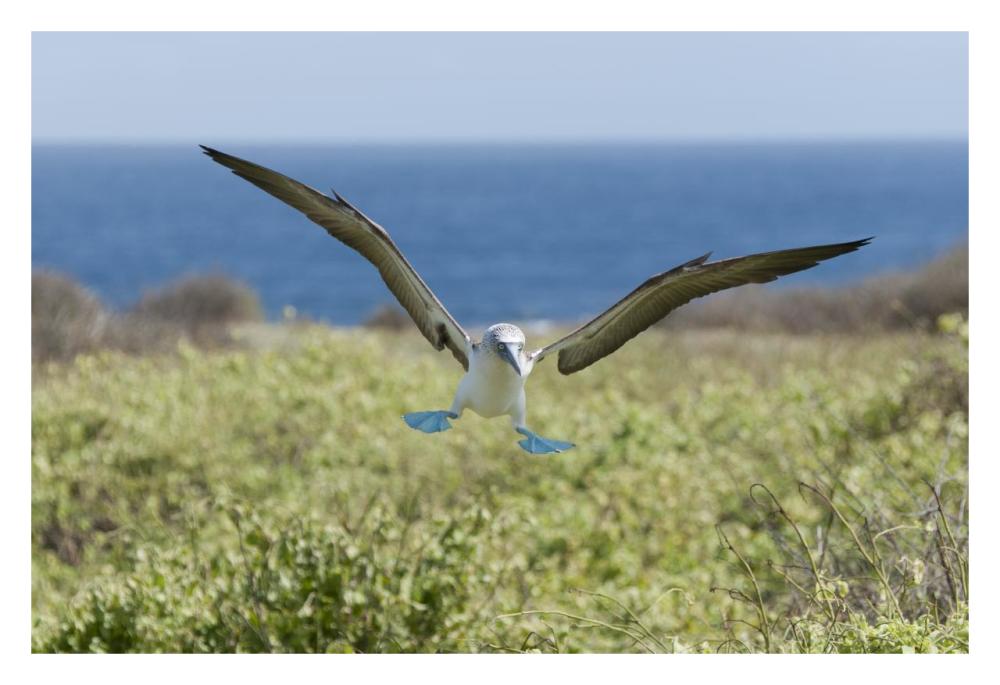 Blue-footed Booby landing, Galapagos Islands, Ecuador-Paper Art-32"x22"